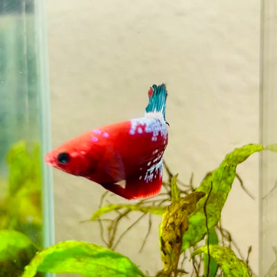 Plakat Red Fancy Hellboy Female Betta #010