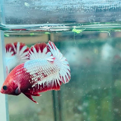 Plakat Red Fancy Copper Female Betta - #016