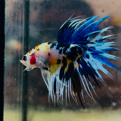 Betta Male Crowntail Koi #066