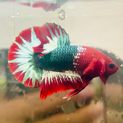 Plakat Red Fancy Male Betta #076