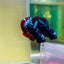 Plakat Avarta Nebula Male Betta #Ma05