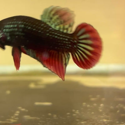 Wild Green Imbellis Male Betta #198
