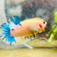 Plakat Yellow Fancy Male Betta #D04