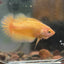 Gold Vanda Plakat - Female Betta 150