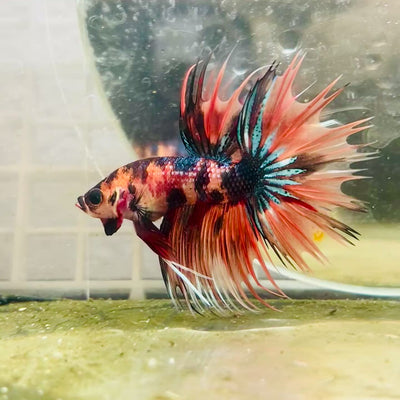 Betta Male Crowntail Orange Tiger  #085