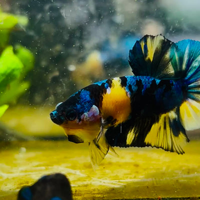 Plakat Yellow Candy Koi Male Betta #M11