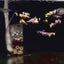 Yellow Koi Glass Belly Ribbon Short Body - Guppy
