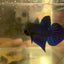 Wild Mahachai Blue J38 Plakat - Male Betta