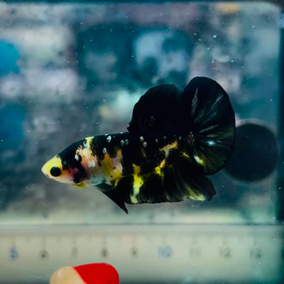 Plakat Bumble Bee Yellow Male Betta #A202