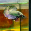 Solid Copper Plakat - Male Betta 131