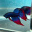 Wild Imbellis Blue Veil Tail - Male Betta 027