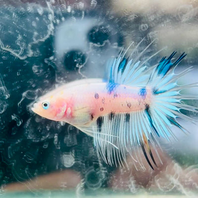 Betta Male Crowntail Koi #181