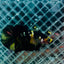 Plakat Bumble Bee Yellow Male Betta #165