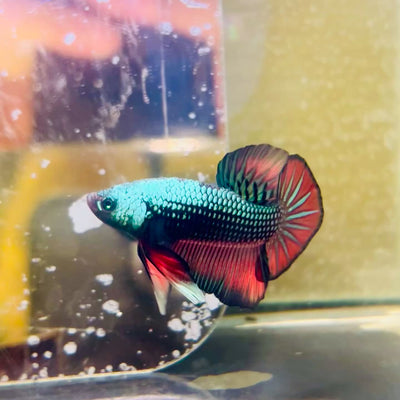 Plakat Alien Samurai Male Betta #F14