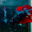 Plakat Blue Avarta Male Betta #077