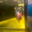 Plakat Koi Candy Male Betta #S66