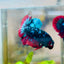 Avarta Nebula Plakat Male Betta  #013