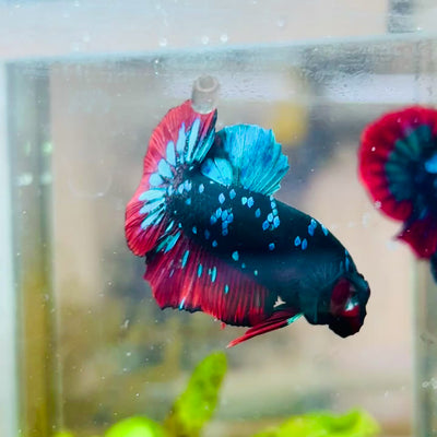 Avarta Nebula Plakat Male Betta  #013