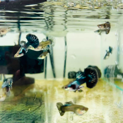 Guppy Fish Purple Dragon Halfmoon