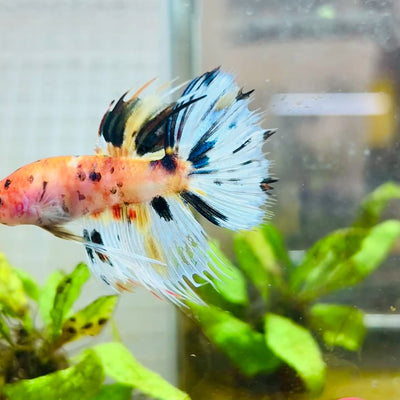 Betta Male Crowntail Candy Koi #087