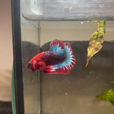 Plakat Red Fancy Male Betta #154
