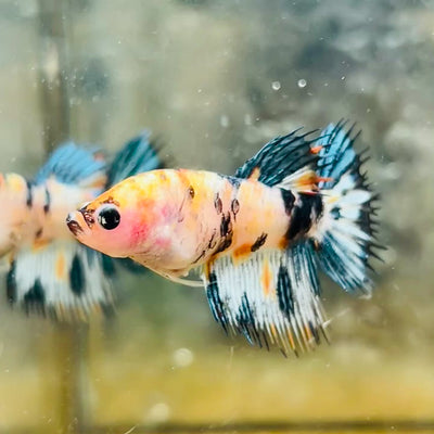 Koi Tiger Crowntail - Female Betta #Ma16