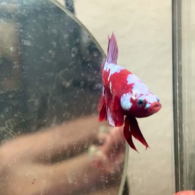 Plakat Red Purple Galaxy Male Betta #024