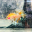 Betta Male Crowntail Orange Koi #084