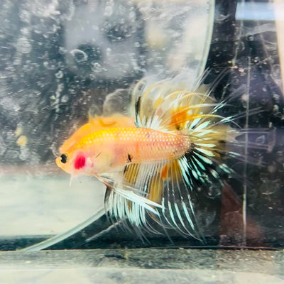 Betta Male Crowntail Orange Koi #084