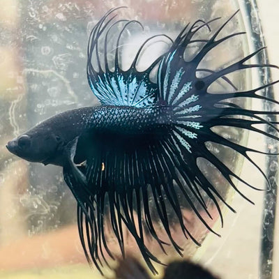 Betta Male King Crowntail Black Orchid #168