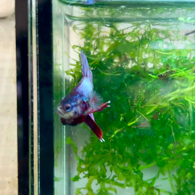 Plakat Purple Pink Male Betta #M136