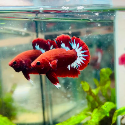 Plakat Red Fancy Hellboy Male Betta #063