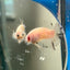 Ghost Plakat - Male Betta 056 - Homebred