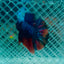Avatar Nemo Plakat - Male Betta #135