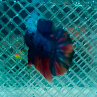 Avatar Nemo Plakat - Male Betta #135