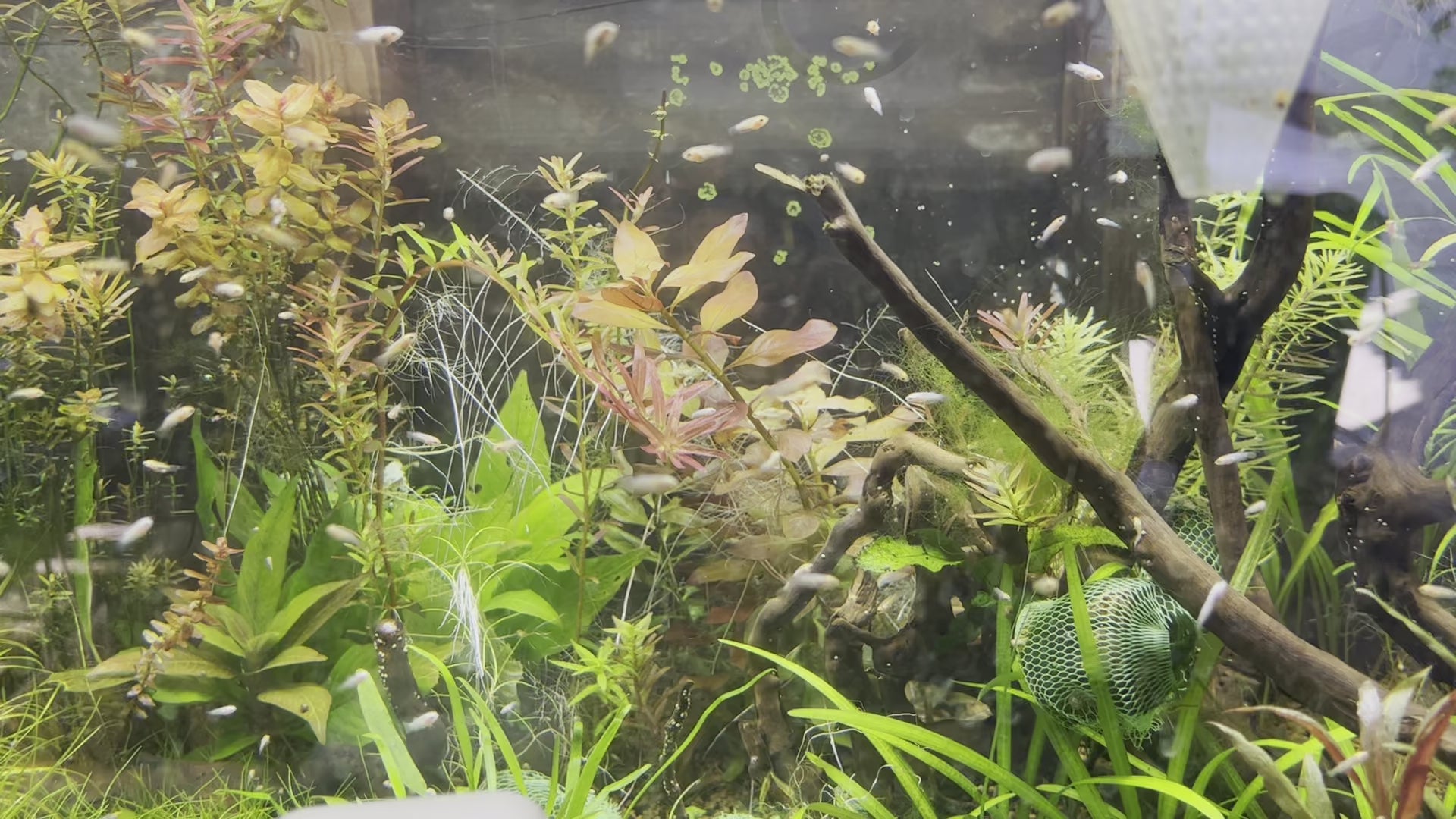 baby betta growout tank