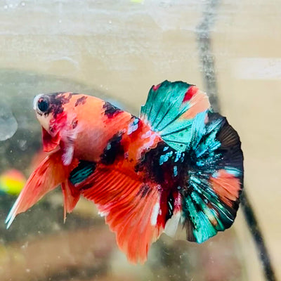 Plakat Nemo Galaxy Male Betta #089