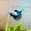 Plakat Blue Rim Male Betta #MA23
