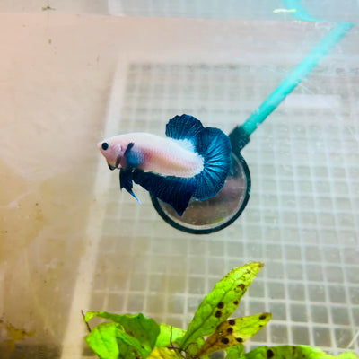 Plakat Blue Rim Male Betta #MA23
