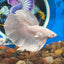 Full white platinum Dumbo Halfmoon - Male Betta 117