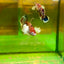 Dumbo Koi Plakat - Betta macho 132