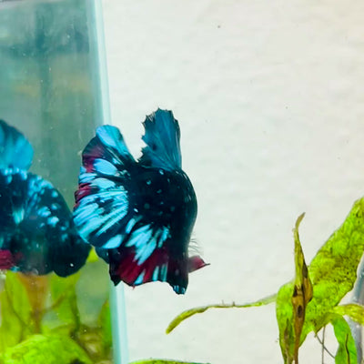 Plakat Avarta Nebula Male Betta #038