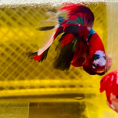 Halfmoon Red Koi Galaxy - Male Betta  #176