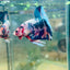 Plakat Blue White Candy Betta #056