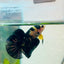 Plakat Bumble Bee Yellow Male Betta #099
