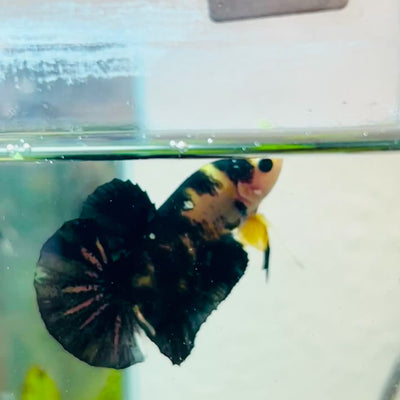 Plakat Bumble Bee Yellow Male Betta #099