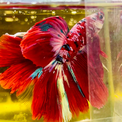 Halfmoon Red Koi Galaxy - Male Betta #111