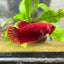 Red Fancy Hellboy Plakat - Female Betta #032