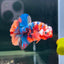 Koi Multicolor Plakat - Male Betta A112