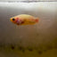 Ghost Halfmoon - Male Betta